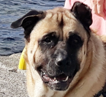 Why Losing a Dog Can Feel Worse Than Losing Some People